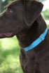 Country Brook Petz Premium Nylon Dog Collar with Metal Buckle, Large, 1 Inch, Ice Blue