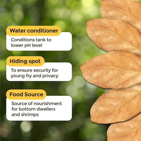 SunGrow Catappa Indian Almond Leaves for Shrimp Aquariums, 10 Pcs, Lowers Tank pH