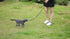 AMAGOOD 6 FT Cat Leash, Durable Traditional Style with Easy Collar Hook, Great for Cats (3/8 in x 6 ft, Black and