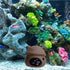 Saim Brown Ceramic Aquarium Mushroom House Decorations, Small Fish Tank Cave Hideaway for Shrimp Breeding