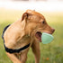 Mammoth Chew King by Dental Dog Toy Collection, Teether Ball Clinically Proven to Remove Plaque