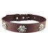New Skull Dog Collar, Skeleton Design Pet Collar for Dogs and Cats, Brown Medium, Fits Neck Girth 11.5" to 13.5"