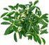 Chameleon Habitat Plant Duo Kit