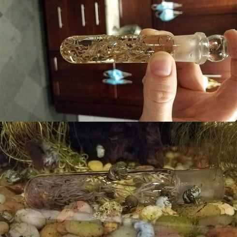 Planaria Trap Catch Trap for Aquarium, Clear Glass Leech Catcher Tube with 3 Holes for Cherry Shrimp and Dwarf Shrimp