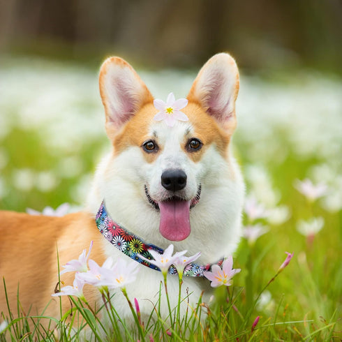 Dog Collar for Small Medium Large Dogs, Adjustable Fancy Floral Design Pet Collars (S, Chrysanthemum)