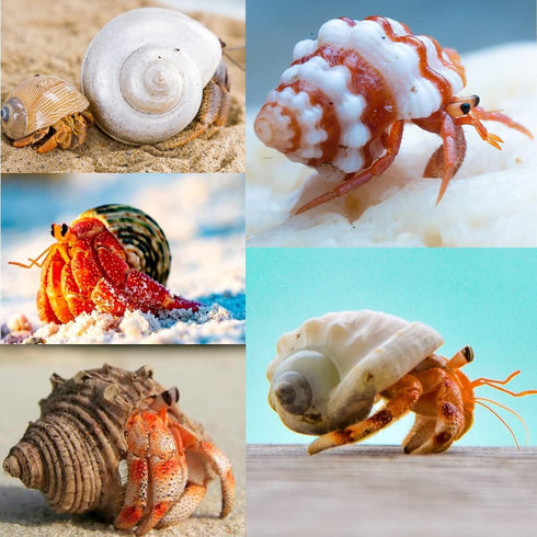 3 PCS Natural Hermit Crab Shells - 2~2.7 Inch with Opening Size 1~1.3 Inch Supplies