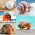3 PCS Natural Hermit Crab Shells - 2~2.7 Inch with Opening Size 1~1.3 Inch Supplies