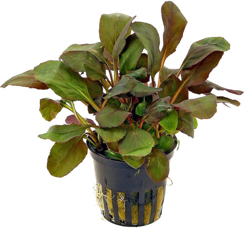 AquaLeaf Aquatics Potted Live Aquarium Plants | Freshwater Aquatic Plants for Aquariums (Lobelia Cardinalis)