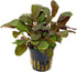 AquaLeaf Aquatics Potted Live Aquarium Plants | Freshwater Aquatic Plants for Aquariums (Lobelia Cardinalis)