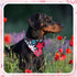 100 Sweetude Pcs Dog Bandanas Bulk Floral Pattern Triangle Scarf Adjustable Washable Bandana Bibs for Small Medium