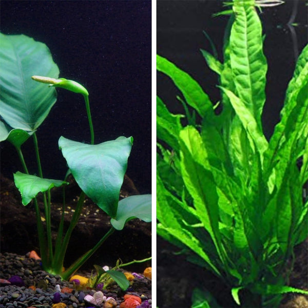 Java Fern and Anubias Aquatic Plants Bundle