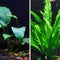 Java Fern and Anubias Aquatic Plants Bundle