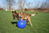 Jolly Pets 14 Inch Push-n-Play Ball Dog Toy - Extra-Large Blue Toy for All Breed Sizes