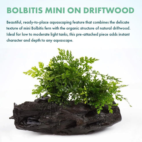 Bolbitis 1 Pack SubstrateSource Live Planted Decor - Mini on Driftwood - Light Green Aquatic Plant with Lush Foliage
