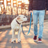 24pcs Cat Bells & Dog Collar Bells with Keyrings, Training Jingle Bell Collar Pendant Pet Accessories