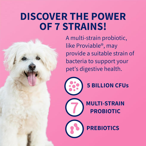 30 Nutramax Proviable Probiotics for Dogs and Cats, Daily Digestive Health Supplement with Multiple Strains
