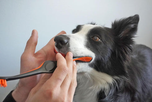 Paw Ready from Doggy Breath to Doggy Fresh Dog Dental Care Kit Includes Enzymatic Toothpaste for Dogs Plus BrushMate