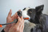 Paw Ready from Doggy Breath to Doggy Fresh Dog Dental Care Kit Includes Enzymatic Toothpaste for Dogs Plus BrushMate