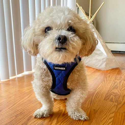 Voyager Step-In Plush Dog Harness - Soft Vest Harness for Small and Medium Dogs by Best Pet Supplies - Royal Blue Faux