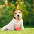 Educator CPAD-010 Dog Training Collar Receiver Contact Pad, Improves Contact, Reduces Skin Irritation