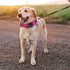 Dog Collar Tactical Highly Reflective Military Pet Collar Nylon with American Flag Patch and Pendant for XL Pink