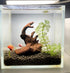 Set of 4 Small Natural Driftwood 4-6'' for Aquarium Styling, Reptile Tank Decor (Pack of 4)