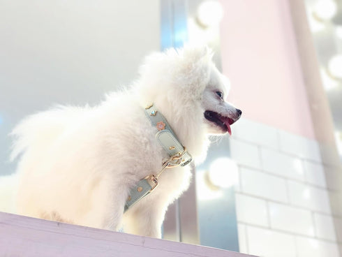 PU Leather Rhinestone Dog Collar, Bling Collar with Crystals and Flower Design for Small Dogs, Indoor & Outdoor Use