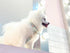 PU Leather Rhinestone Dog Collar, Bling Collar with Crystals and Flower Design for Small Dogs, Indoor & Outdoor Use