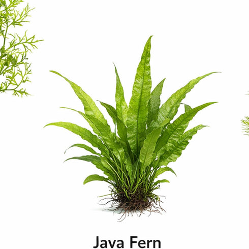 3 CO2 (3) Axolotl Live Plants Bundle - Species Starter Kit | Java Fern, Hornwort & Water Sprite - Cold Water Safe, No
