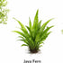 3 CO2 (3) Axolotl Live Plants Bundle - Species Starter Kit | Java Fern, Hornwort & Water Sprite - Cold Water Safe, No