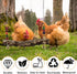 (2pcs) Chicken Bird Swing,Chicken Perch,Natural Wooden Swing Toys,Wood Stand for Chick,Safe and Relief