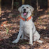 Tactical Dog Collar, Heavy Duty with Handle, Metal Buckle Dog Training Collar for Large Dogs (L, Orange)