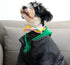 Lionet Paws Easter Dog Collar with Bowtie, Colorful Cute Cotton Bowtie Dog Collar with Metal Buckle for Medium Dogs