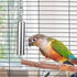 Hypeety Stainless Steel Bells Toy for Bird - Parrot, Macaw, African Greys, Amazon, Eclectus, Cockatoo (S)