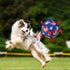 4th July Theme Soccer Ball Dog Toy, Interactive Play Balls for Tug of War, USA Independence Day for Small Medium Big