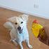 Set 3 Pack PetLike Latex Dog Chew Toy Durable Non-Toxic Squeaky Fetch Toy for Small Medium Chicken Dog Toys
