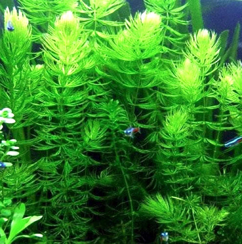 Aquatic Discounts 3 BUY2GET1FREE! Different Types of Beginner/Super Easy Live Aquarium Plants - Bacopa + Hornwort +