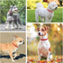 Leather Dog Collar for Puppy Small Medium Dogs, Adjustable Star and Moon Studded with Rust-Proof Metal Buckle, 11-14"