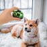 DOITOOL Pet Training Press Bell for Dogs and Puppies Colorful Bright Green Dog Dinner Training Bell for Potty