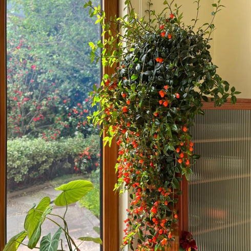 LRWI 4'' 4-7 Inch Trailing Goldfish Plant Live in Pot, Hardy Goldfish Plant for Hanging Basket, Easy-Care Houseplant