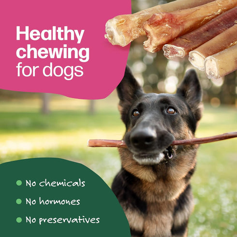Willow&I Bully Sticks for Dogs - 12 Inch for Large Dogs (5 Pack), 100% Natural Grass Fed Beef Pizzle Sticks