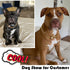 Gold Dog Collar with Zirconia Buckle, Cuban Link Chain Bling Collar for Small Medium Large Dogs