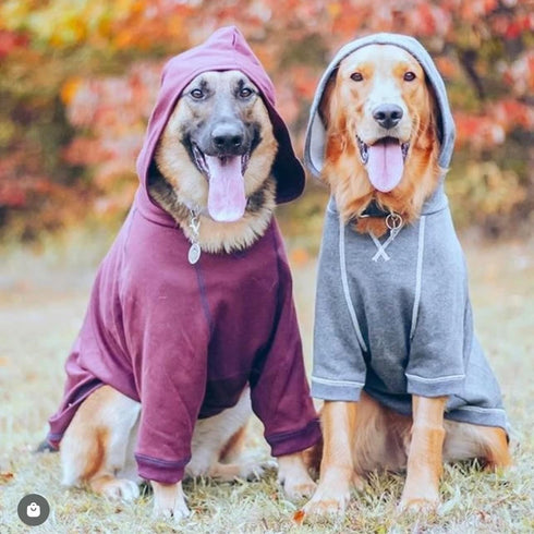 Blueberry Pet Essentials Charcoal Grey Dog Hoodie – 12 inch Cotton-Blend Sweatshirt with Hood, Machine-Washable