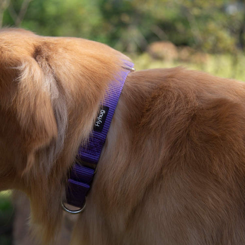Hyhug Pets Premium Upgraded Heavy Duty Nylon Anti-Escape Martingale Collar for Pup Dogs, Comfy Safe Training (Small,