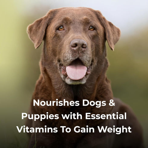 Pet-Ag Dyne High Calorie Liquid Nutritional Supplement for Dogs & Puppies, 16 oz, Pack of 2, Sweet Vanilla Flavor