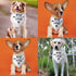 New to The Crew Dog Bandana New Puppy Announcement Gift for New Owners Puppy Bandana Dog Owner Gifts Triangle Bibs