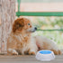 LUOZZY Pet Cooler Bowl for Dogs, Kitten Bowl, Frosty Water Bowl for House Summer Drinking (Blue)