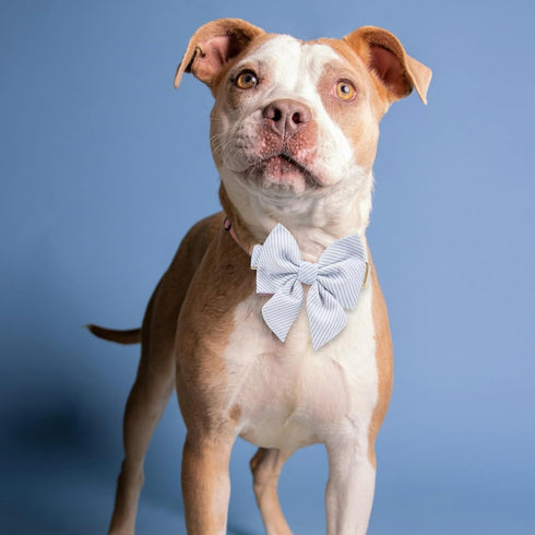Adjustable Pet Bow Tie and Dog Collar for Small Medium Large Dogs - Cute Lady Bowtie Collar, Comfort Soft Cotton (Blue