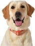 The Dodo Cork Dog Collar, Red Dodo Print; Size Large; Cork Material Collar for Dogs, Everyday Pet Apparel; Adjustable Snap Together, Pinch Release Buckle Collar