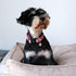 MR. CHUBBYFACE Flower Daisy Dog Collar - Spring Floral Soft Adjustable Pet Collar for Small Medium Large Dogs